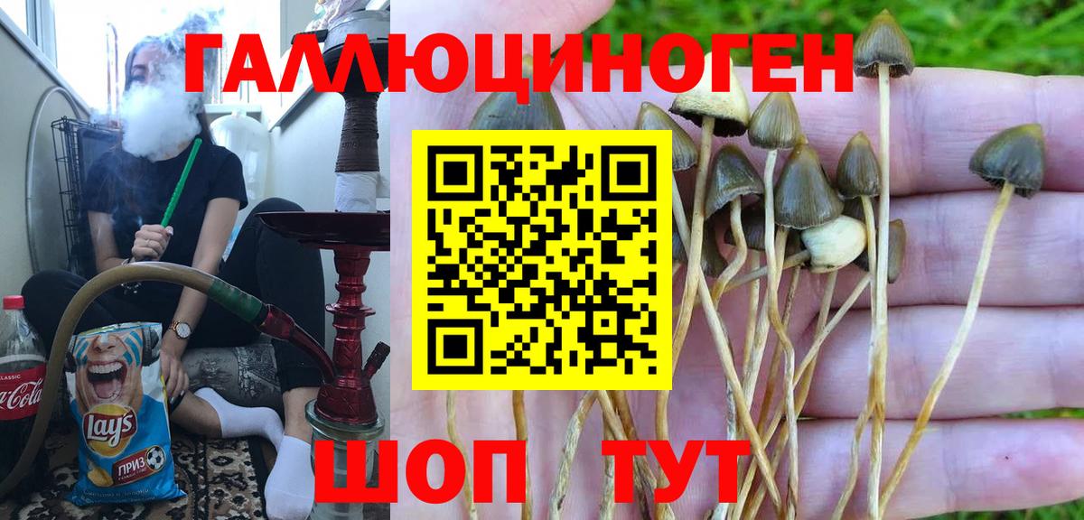 Кирово-Чепецк  Галлюциногенные грибы Cubensis  Вход с VPN 